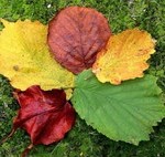 feuilles et couleurs (2)