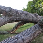 Le tronc du pin déraciné (2)