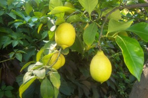 11501-Citrus-limon-4-saisons