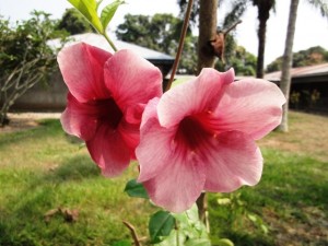 Fleur - Idiofa - RD du Congo